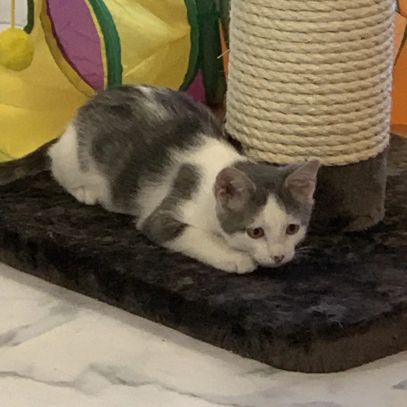 A young medium-sized male Gray & White Domestic Short Hair cat named Winston for adoption in Saint Charles, MO