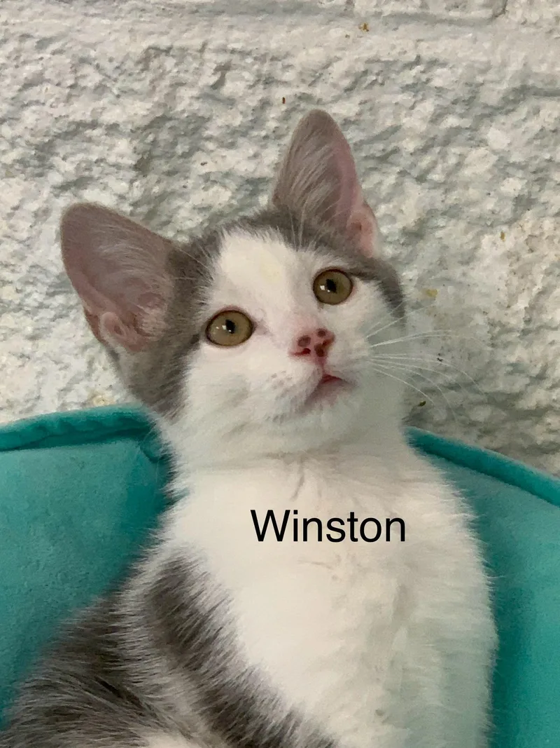Winston thumbnail 2