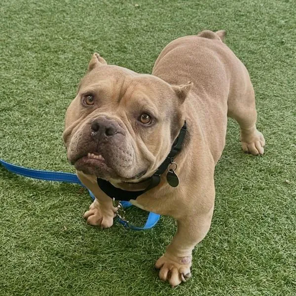 An adult medium-sized male American Bulldog dog named Bulldozer for adoption in Walnut Creek, CA