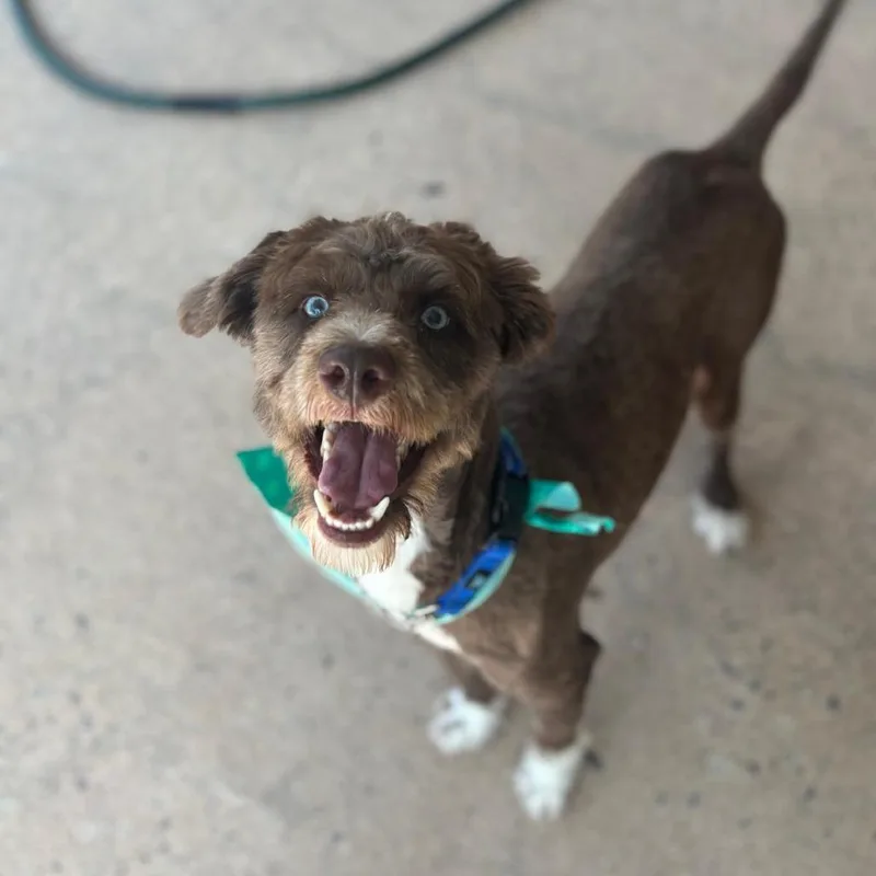An adult medium-sized male Terrier dog named Oleander for adoption in Cumming, GA