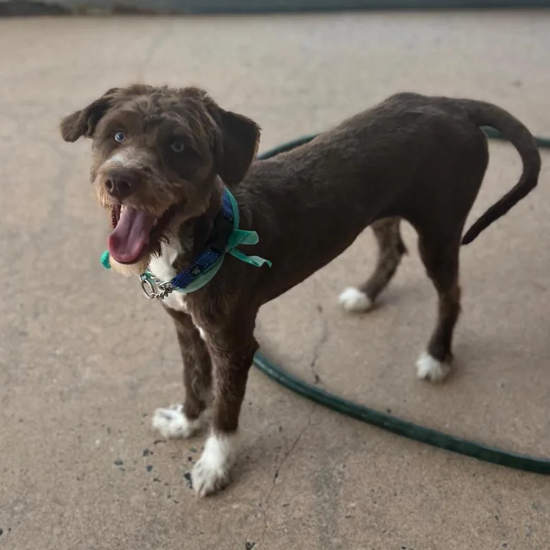 Oleander thumbnail 2