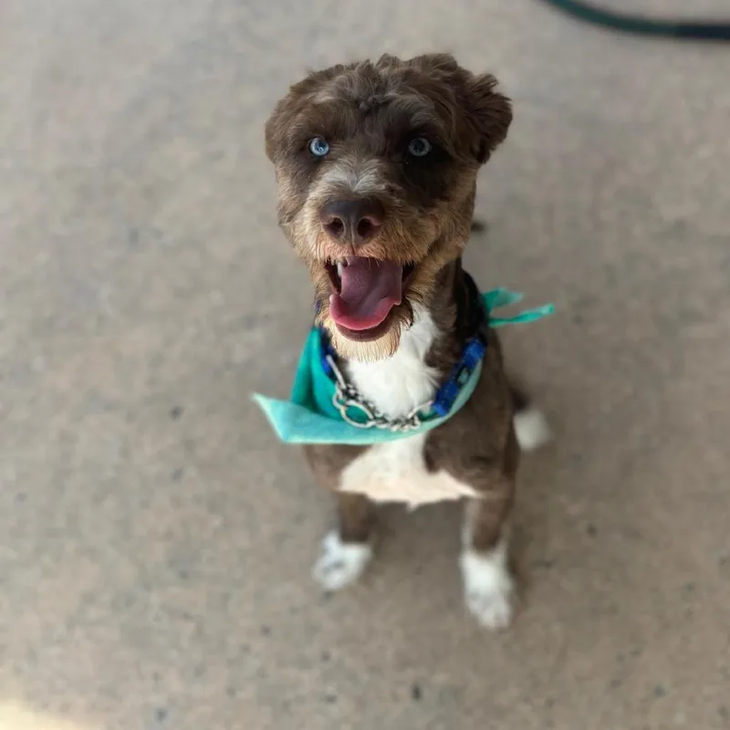 Oleander thumbnail 3