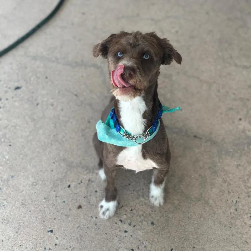 Oleander thumbnail 4