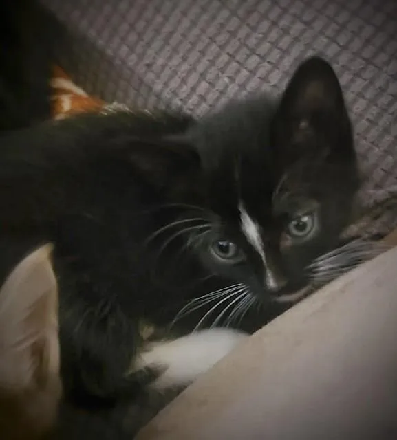 A baby small-sized female Domestic Short Hair cat named Flower for adoption in Santa Maria, CA