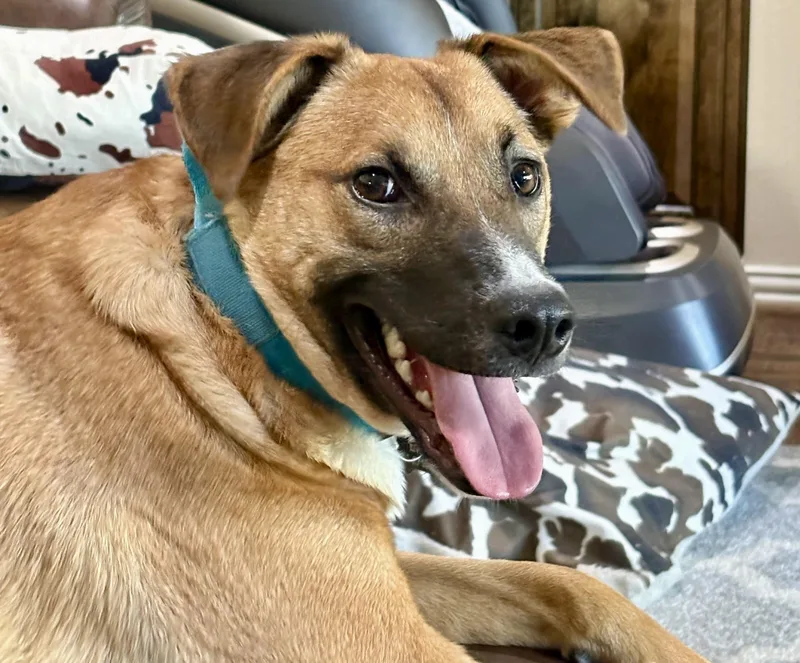 A young medium-sized male Shepherd dog named Elvis for adoption in Austin, TX