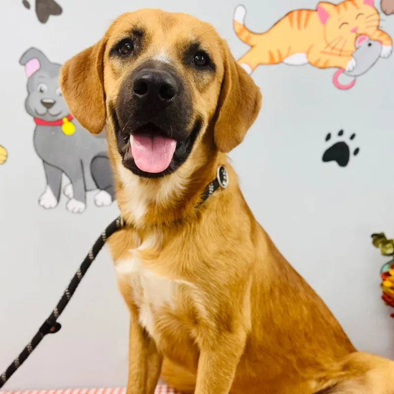 A baby medium-sized male Mountain Cur dog named Peanut for adoption in Lebanon, MO