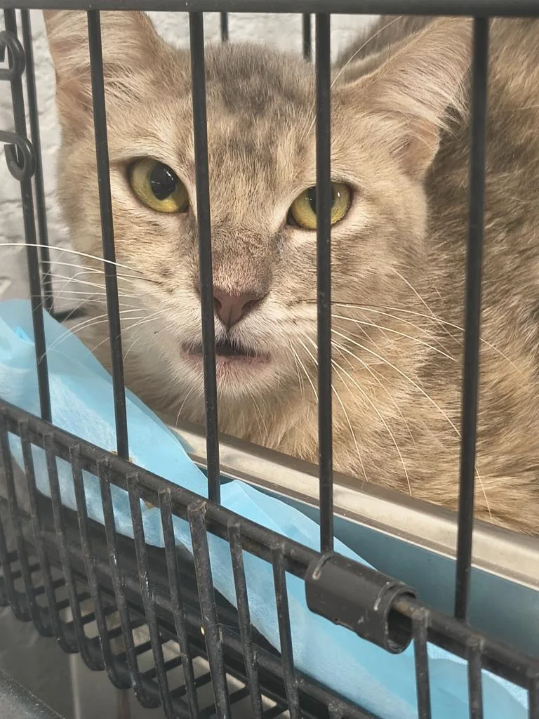 A young small-sized male Domestic Short Hair cat named Nakoma for adoption in Brownwood, TX