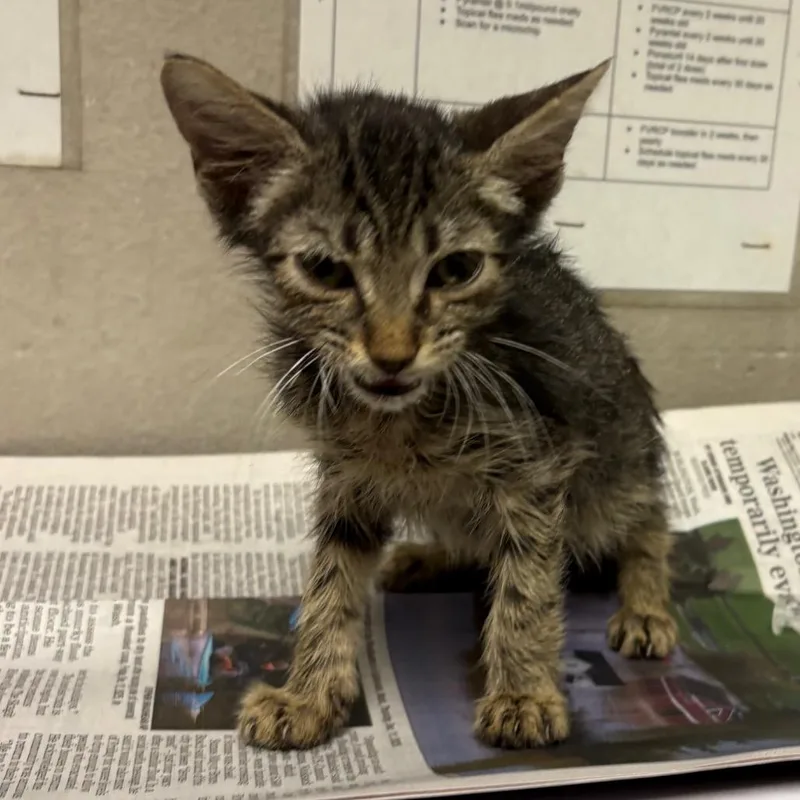 A baby small-sized male Brown / Chocolate Domestic Short Hair cat named Speed Racer for adoption in Yuma, AZ