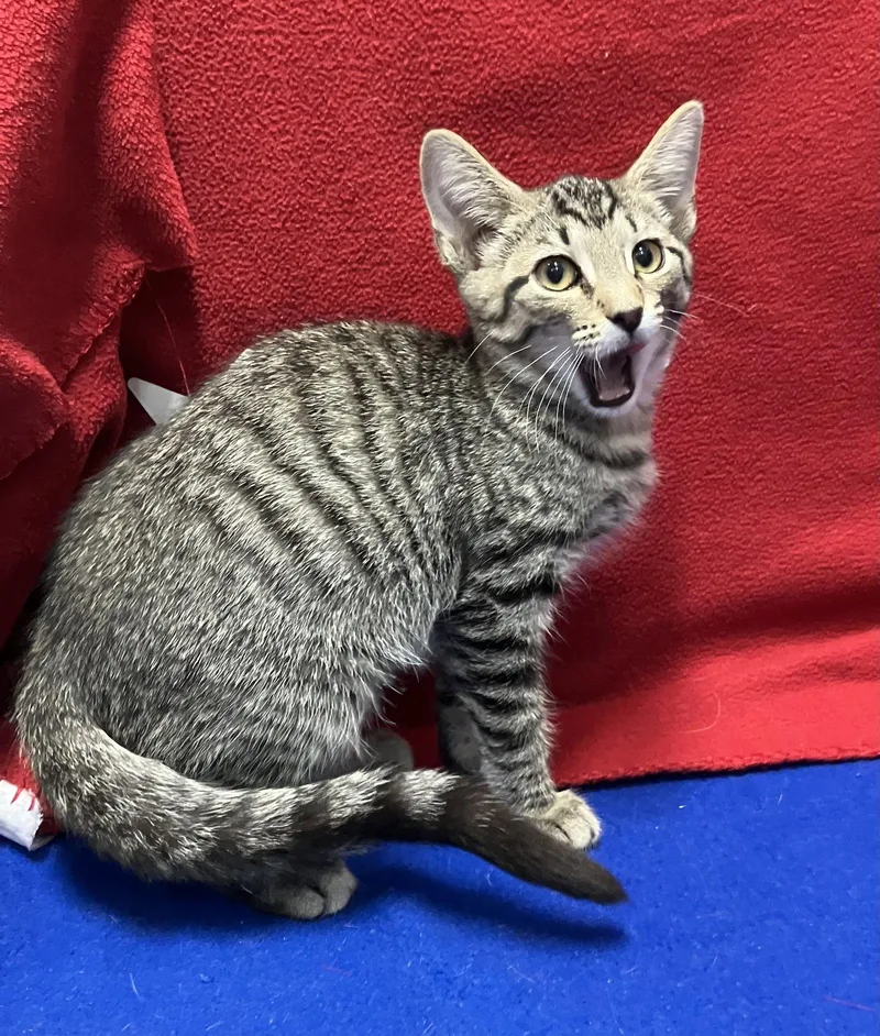 A baby medium-sized female Tabby cat named Tigger for adoption in Dublin, OH