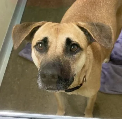 An adult medium-sized female Mixed Breed dog named Gisele for adoption in Cincinnati, OH