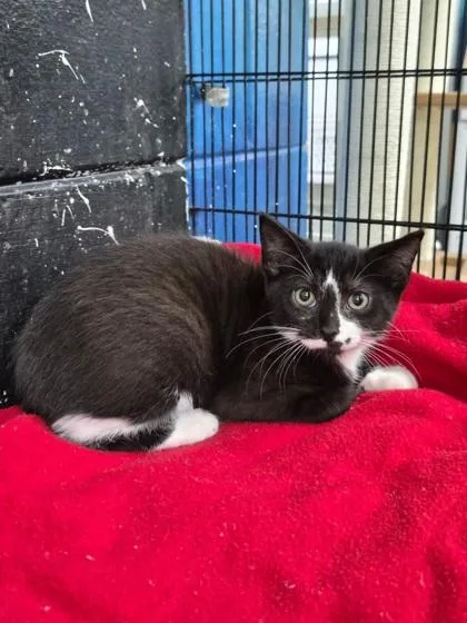 A baby medium-sized male Domestic Short Hair cat named Milky Way for adoption in Savannah, GA