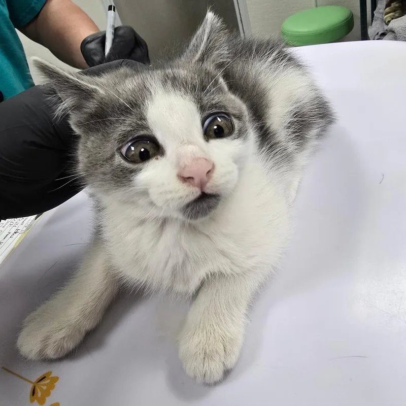 A baby small-sized male Gray / Blue / Silver Domestic Short Hair cat named Orbit for adoption in Las Cruces, NM