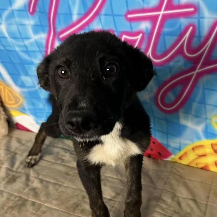 A baby medium-sized female Labrador Retriever dog named Maui for adoption in Medfield, MA