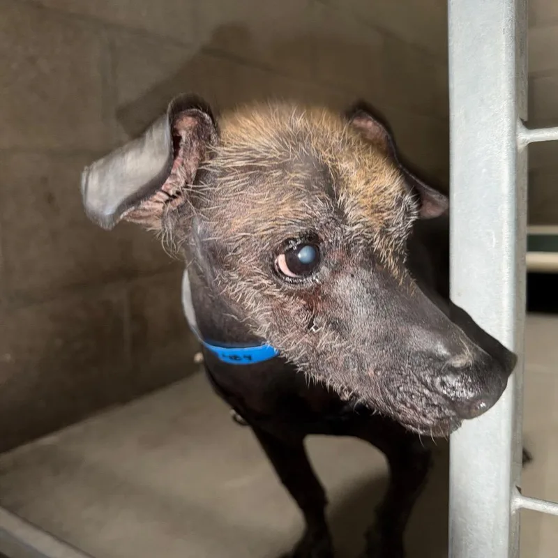 A senior small-sized male Gray / Blue / Silver Xoloitzcuintli / Mexican Hairless dog named Bradley for adoption in Yuma, AZ