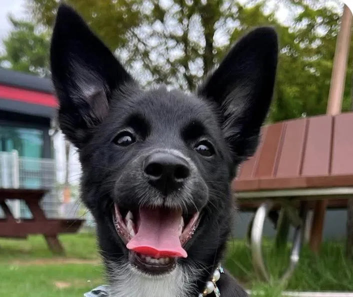 A baby medium-sized male Collie dog named Cody for adoption in San Ramon, CA