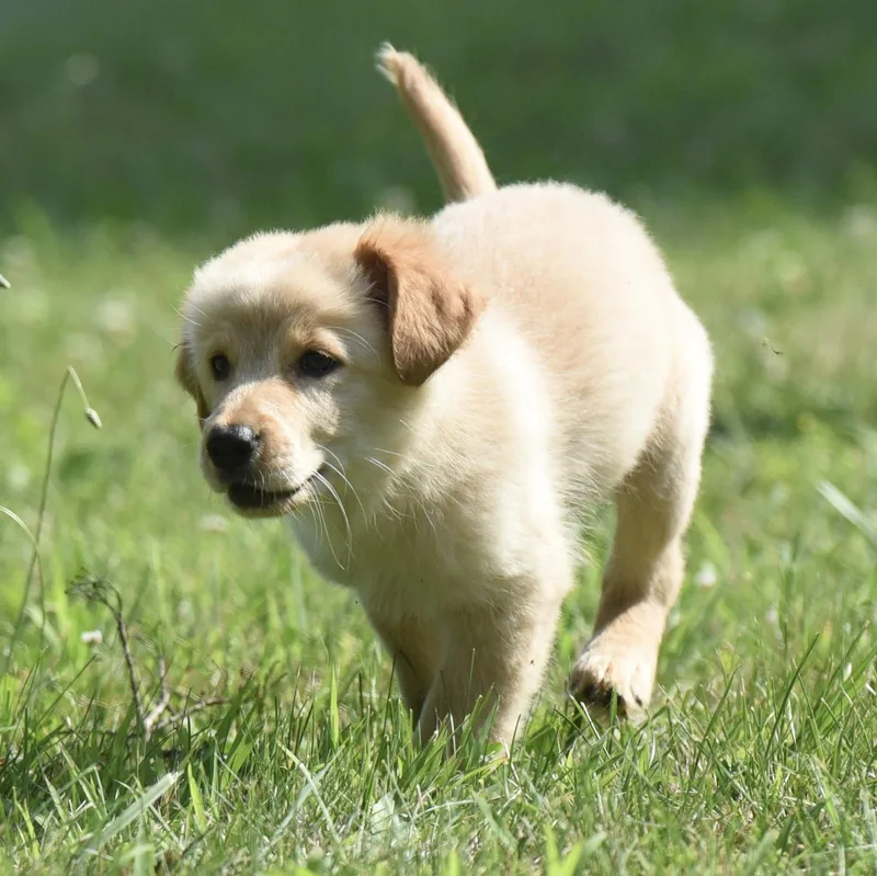 A baby large-sized female Golden Retriever dog named Truly for adoption in Mechanicsburg, PA