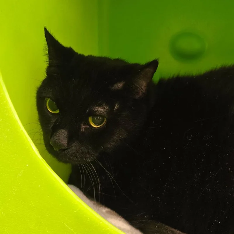 A senior extra large-sized male Black Domestic Short Hair cat named Rudy for adoption in Waukesha, WI
