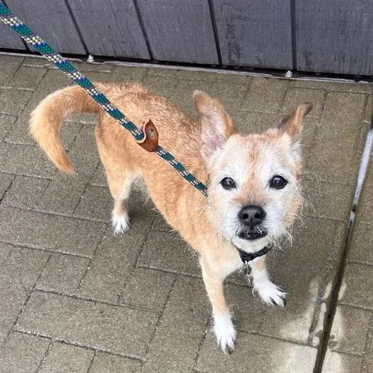 A senior small-sized male Terrier dog named Jake for adoption in Los Angeles, CA