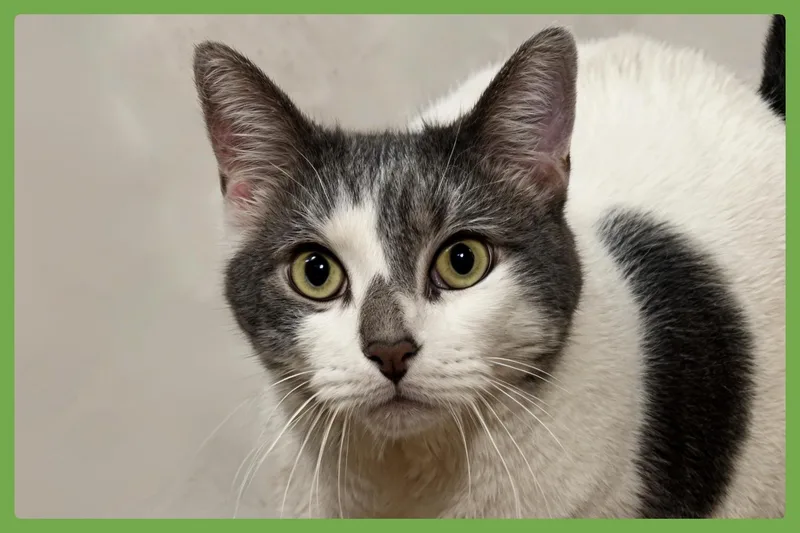 An adult extra large-sized male Domestic Short Hair cat named Tinker for adoption in Amherst, MA
