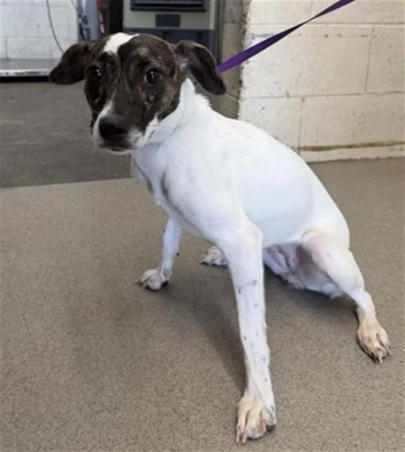 A young medium-sized female Parson Russell Terrier dog named Carmen for adoption in San Bernardino, CA