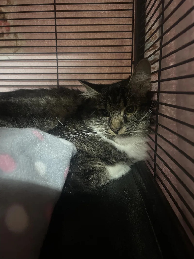 An adult medium-sized female Domestic Medium Hair cat named Tifa for adoption in Billings, MT