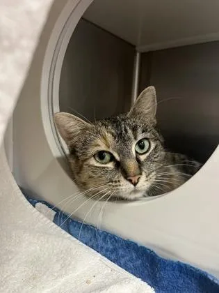 An adult large-sized female Brown / Chocolate Domestic Short Hair cat named Bethany Hamilton Changed My for adoption in Kansas City, MO