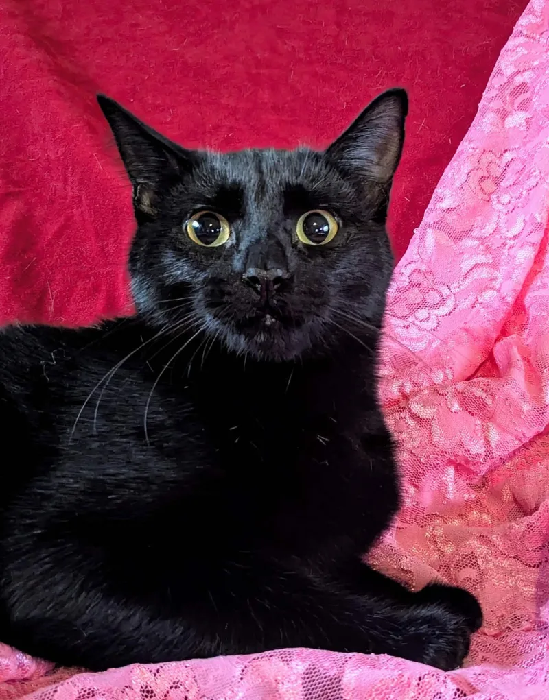 An adult medium-sized male Black Domestic Short Hair cat named Sully for adoption in Jacksonville, TX