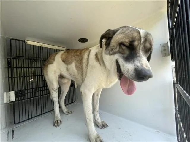 An adult large-sized male Saint Bernard dog named A for adoption in Houston, TX