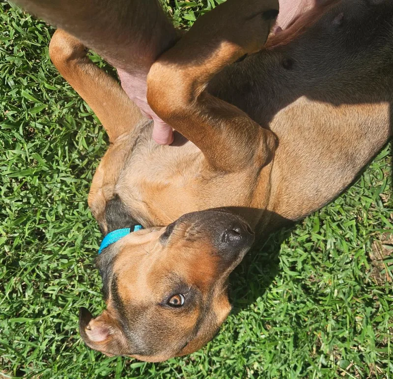 A young large-sized female Hound dog named Roxy for adoption in Osteen, FL