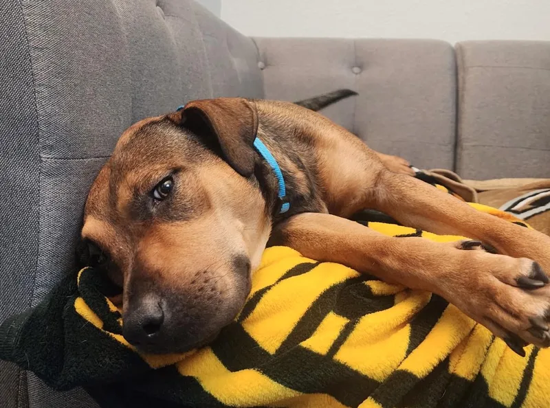Roxy thumbnail 3