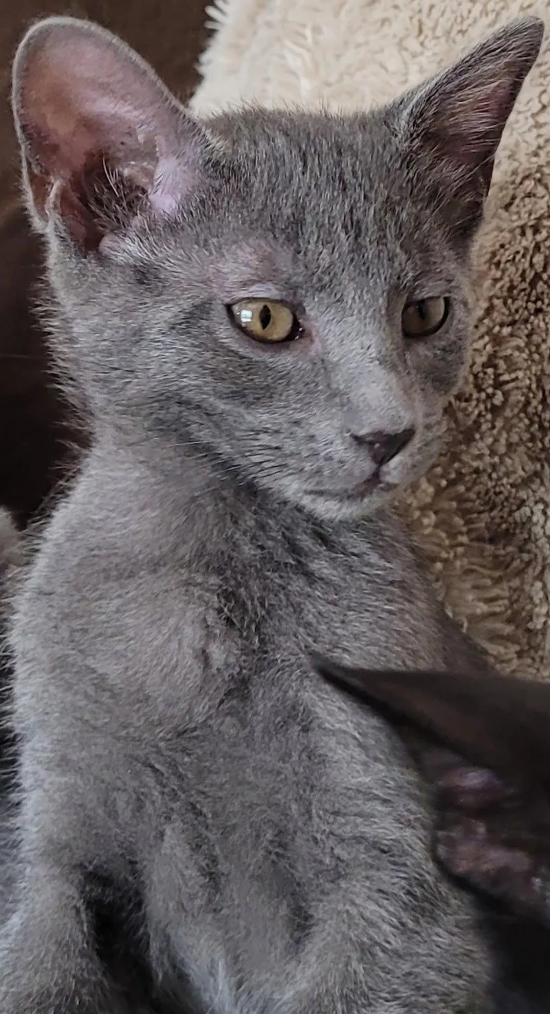 A baby medium-sized female Gray / Blue / Silver Domestic Short Hair cat named Dorothy for adoption in Oviedo, FL