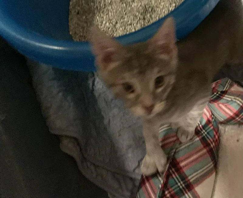 A baby medium-sized male Gray / Blue / Silver Domestic Short Hair cat named Paulie for adoption in Turnersville, NJ