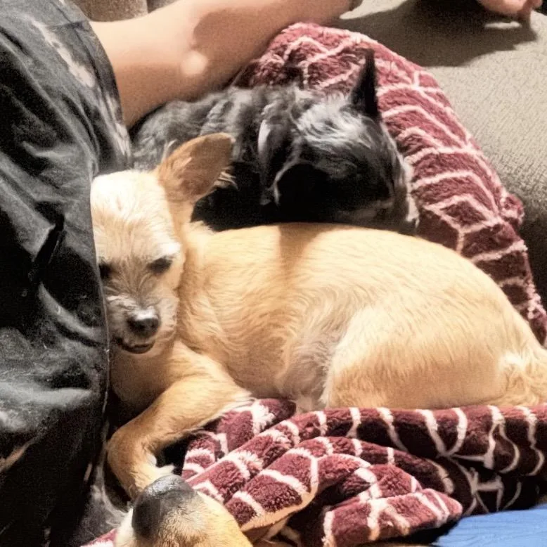An adult medium-sized male Terrier dog named Beau for adoption in Spring Hill, KS