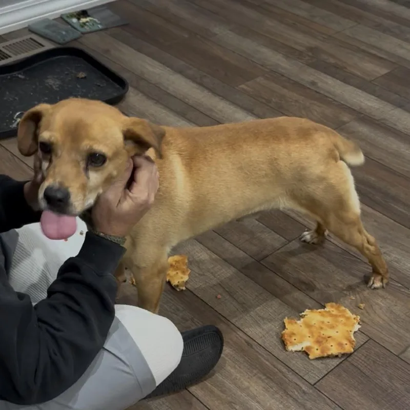 Beau thumbnail 2