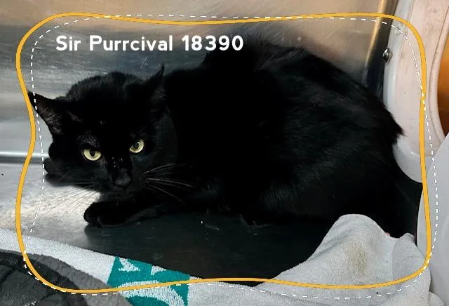 Sir Purrcival thumbnail 2