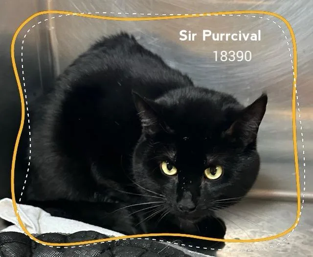 Sir Purrcival thumbnail 3