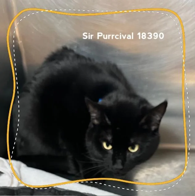 An adult medium-sized male Black Domestic Short Hair cat named Sir Purrcival for adoption in Marietta, GA