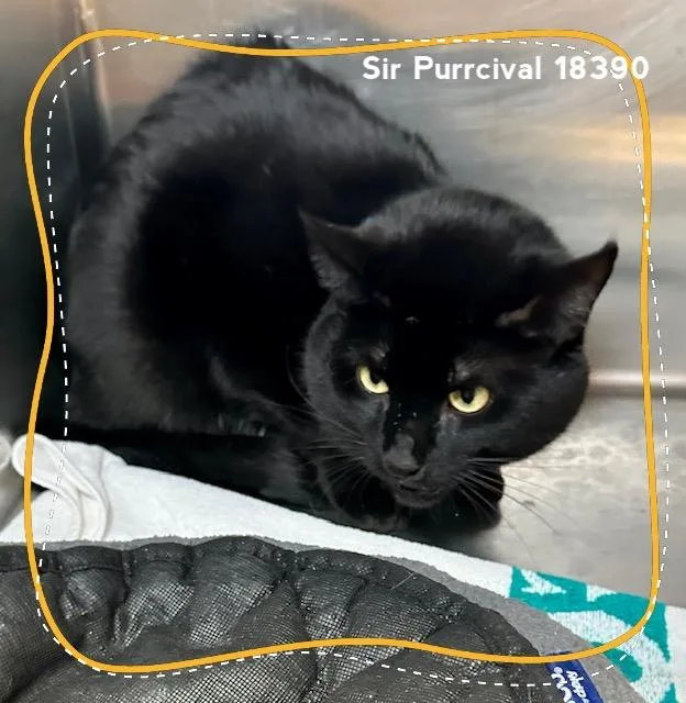Sir Purrcival thumbnail 4