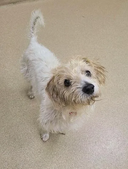 An adult small-sized male Poodle dog named Neville for adoption in Phoenix, AZ