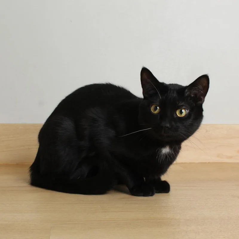 A young medium-sized male Black Domestic Short Hair cat named Mini Me C for adoption in Minnetonka, MN