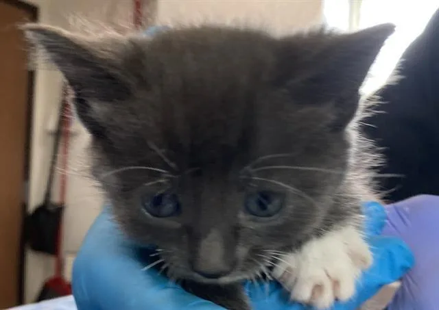 A baby small-sized female Domestic Short Hair cat named Roisin for adoption in Long Beach, CA