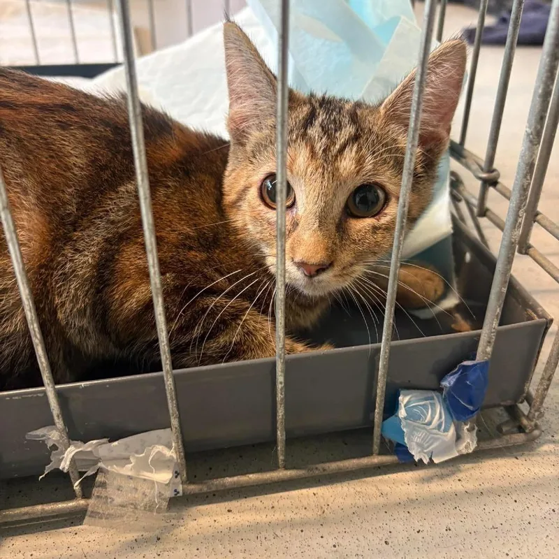 A baby small-sized female Calico Domestic Short Hair cat named Rhoda for adoption in Huntington, WV