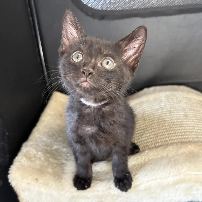 A baby small-sized male Black Domestic Short Hair cat named Fiji for adoption in Long Beach, CA