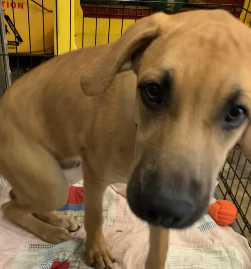 A baby medium-sized male Yellow / Tan / Blond / Fawn Hound dog named Leroy for adoption in Parma, OH