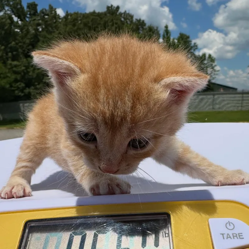 A baby small-sized male Orange / Red Domestic Short Hair cat named Gus for adoption in Corinth, MS