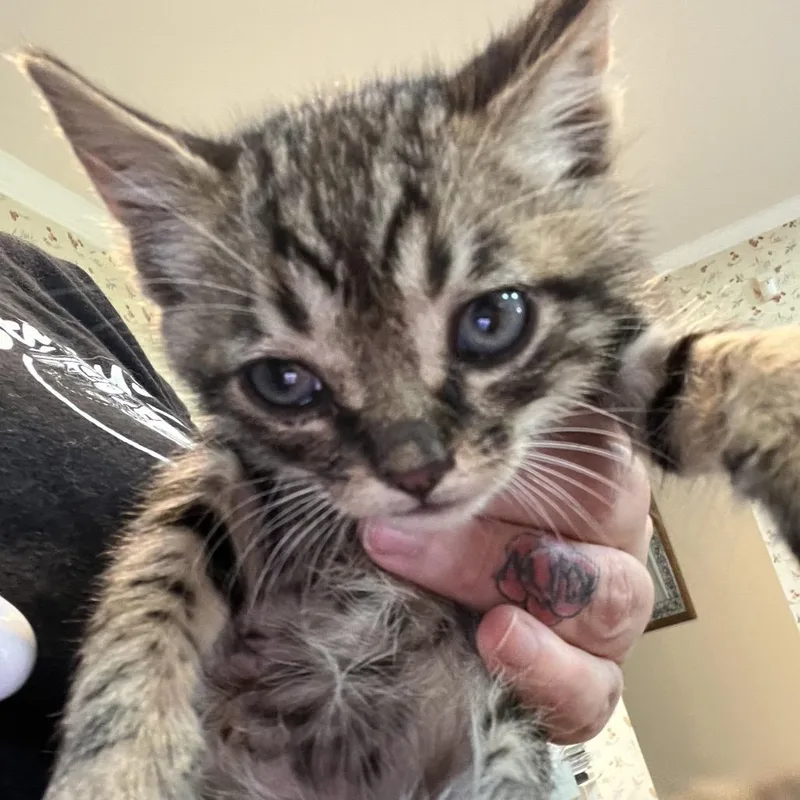 A baby small-sized male Brown / Chocolate Domestic Short Hair cat named Bronx for adoption in Waldorf, MD