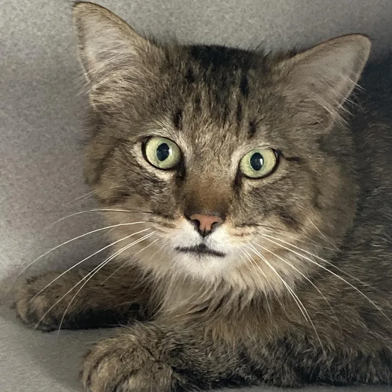 An adult small-sized male Brown / Chocolate Domestic Medium Hair cat named Sneakers for adoption in Buffalo, WY