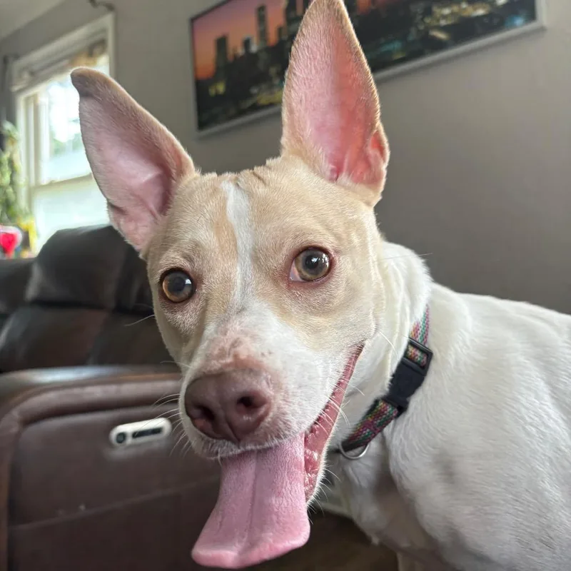 An adult small-sized female White / Cream Jack Russell Terrier dog named Stardust for adoption in St. Paul, MN