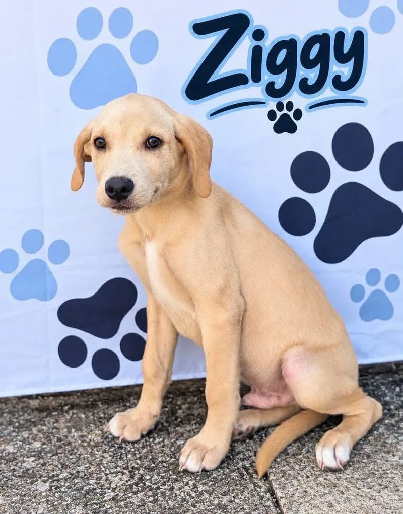 Ziggy
