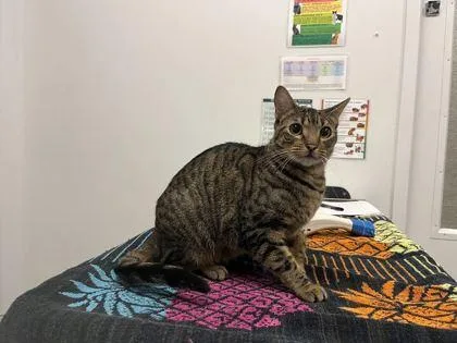 An adult medium-sized female Brown / Chocolate Domestic Short Hair cat named Jelly Bean for adoption in Kansas City, MO